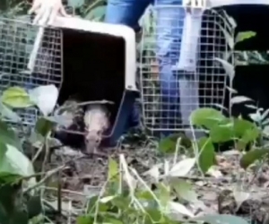 Liberan 8 guartinajas