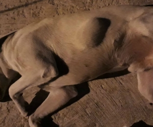 El dueño de este perro dijo que a su mascota le salió un trombo tras la vacunación.