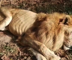 El Tiempo León Júpiter