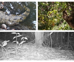 Estos son algunas de las especies que se dejaron ver en el Tayrona