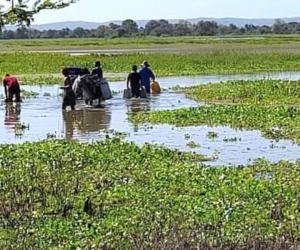 Ciénaga donde se abastecen los habitantes de Pedraza.