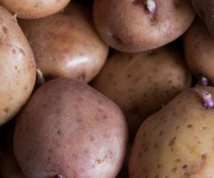  El material deberá estar libre de tierra, basura, materia orgánica, plagas y enfermedades.
