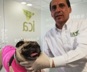 El canino debe tener al menos 6 meses de edad.