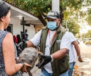Las especies son rescatadas de la comercialización ilegal y la tenencia doméstica.