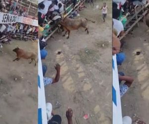 Momento en que el toro ataca al hombre y lo mata.