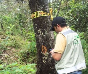ICA: hace advertencia por extravío de guías de movilización de madera