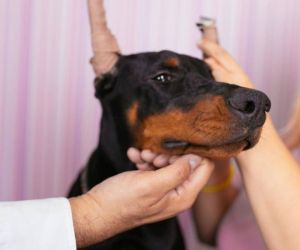Mutilaciones en mascotas.