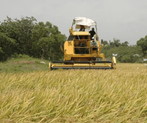 Productores de arroz anuncian paro: advierten pérdidas millonarias y desabastecimiento