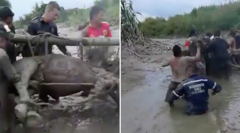 Caballo rescatado en Corinto, Cauca, entre bomberos y miembros de la comunidad.