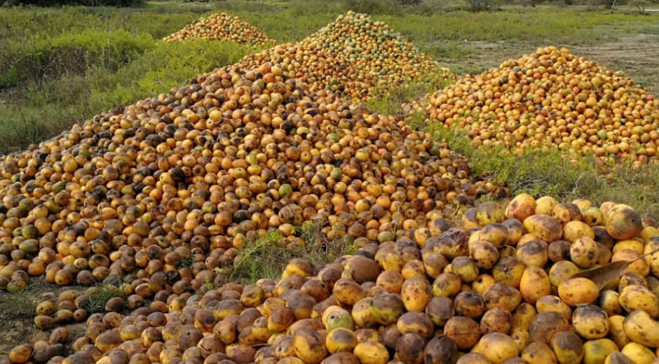 En cerros apilados está la producción de mango de varias fincas de Ciénaga y Zona Bananera.