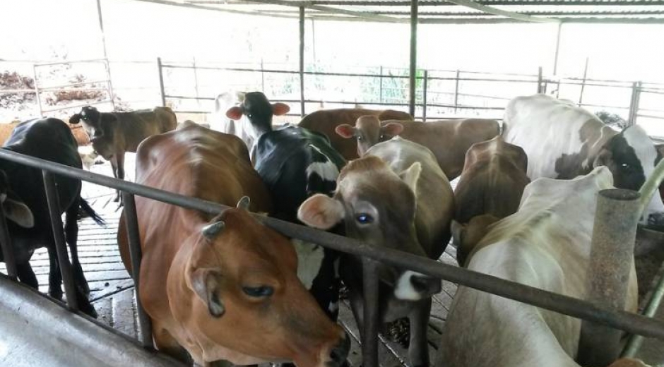 En Santa Marta funciona un matadero regional en la zona de Gaira con todas las especificaciones establecidas en la ley.