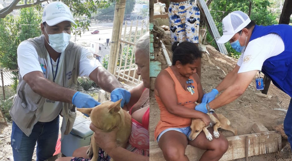 Gran Jornada de vacunación masiva antirrábica canina y felina.
