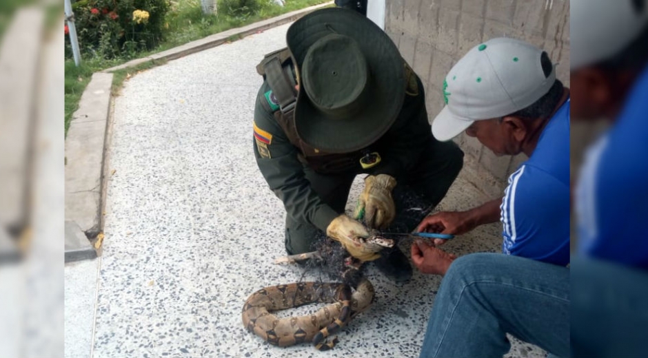 Boa constrictor atrapada en desechos de basura.