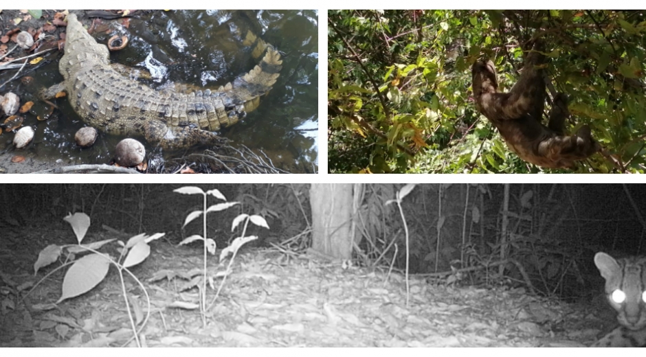 Estos son algunas de las especies que se dejaron ver en el Tayrona