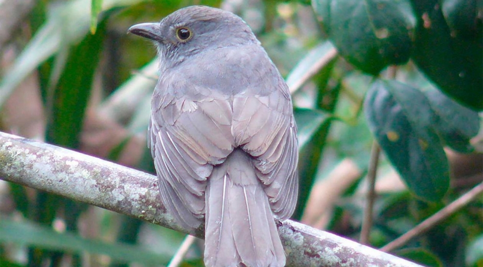 Colombia es el segundo país en el planeta con mayor biodiversidad, después de Brasil.