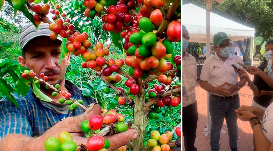 Se requieren manos para recoger la cosecha cafetera 2021.
